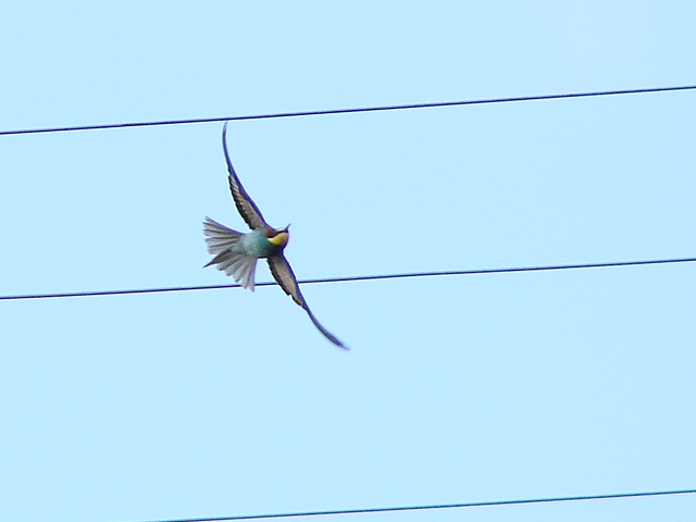 gruccione in volo